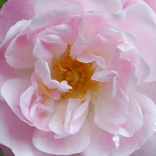 Vendita, rose, online Rosa - rosa sempervirens - rosa intensamente profumata - Rosa Belvedere - Antoine A. Jacques - È piacevolmente profumato, con grandi grappoli, con fiori a forma di tazza di color rosa pallido. Può essere utilizzato per pergolati.